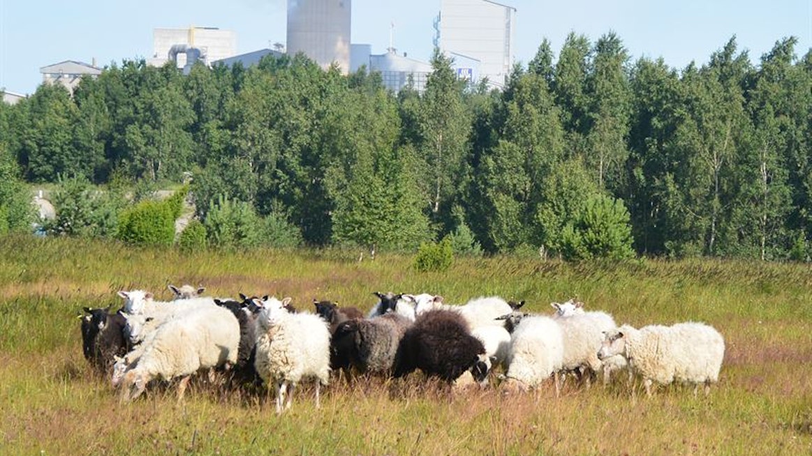 Vihervalliksi kutsutulla kipsikasalla on monena kesänä pidetty lampaita.