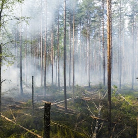 Metsien ennallistamistoimiin lukeutuu myös kulotus. 