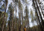 Moni miettii metsän arvion luotettavuutta, mutta silläkin on merkitystä, kuinka työlästä ja kallista sen teettäminen on.