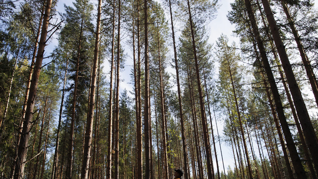Moni miettii metsän arvion luotettavuutta, mutta silläkin on merkitystä, kuinka työlästä ja kallista sen teettäminen on.