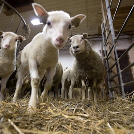 Lammastilojen määrä Suomessa väheni viime vuonna noin kolme prosenttia. 