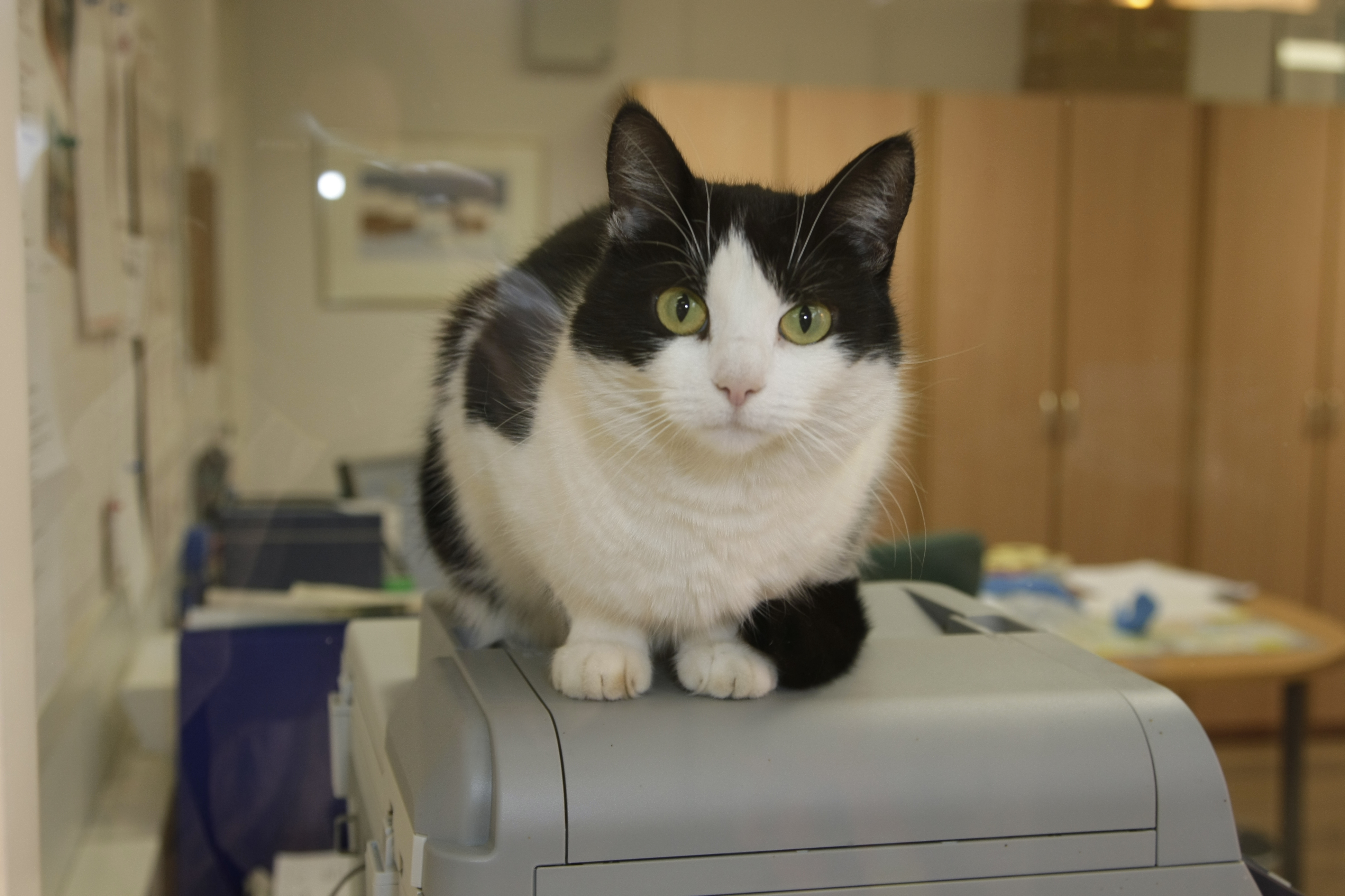 Kiivaat printtaamisen vuodet ovat kaukana takanapäin ja tulostimille on jouduttu etsimään uusiokäyttöä - kuten vaikkapa toimistokatin lepopaikkana.