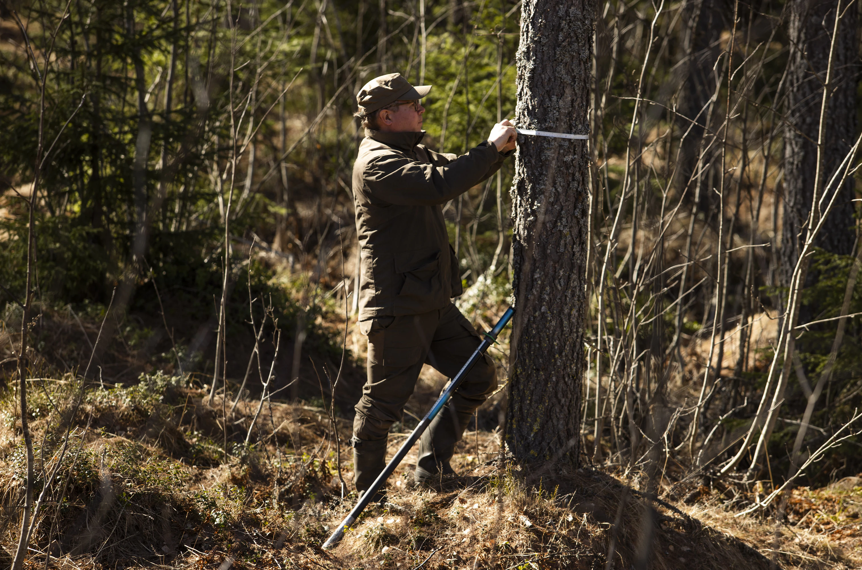Näin suuria alkuperäiset lehtikuuset jo olisivat, metsänomistaja Kalle Korhonen mittaa.