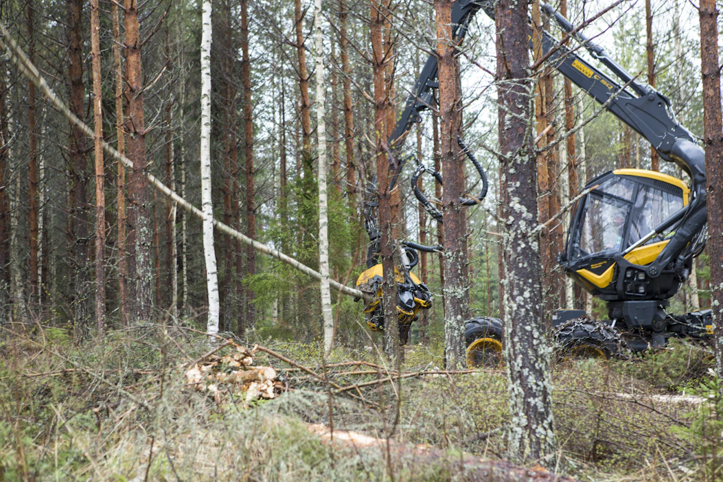 ”Fiksu metsänomistaja säpsähtää, kun hänelle kerrotaan, että ensiharvennuksesta kertyi tukkiakin”, Mari Ikonen kirjoittaa.
