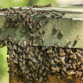 Parveilukuumetta on ilmassa, kun pesän suuaukolle alkaa kertyä paikallaan oleilevia mehiläisiä.