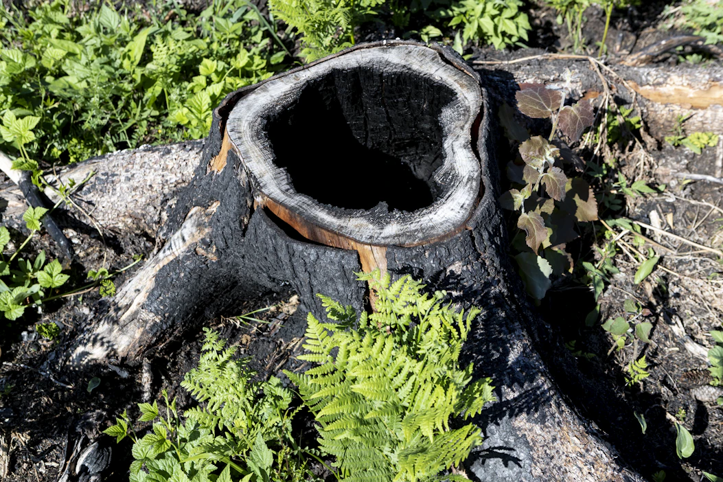 ”Vielä 1950–60-luvuilla kulotus oli yleistä. Nykyään metsänhoidollisia kulotuksia tehdään vain satunnaisesti”, Kortejärvi kirjoittaa.