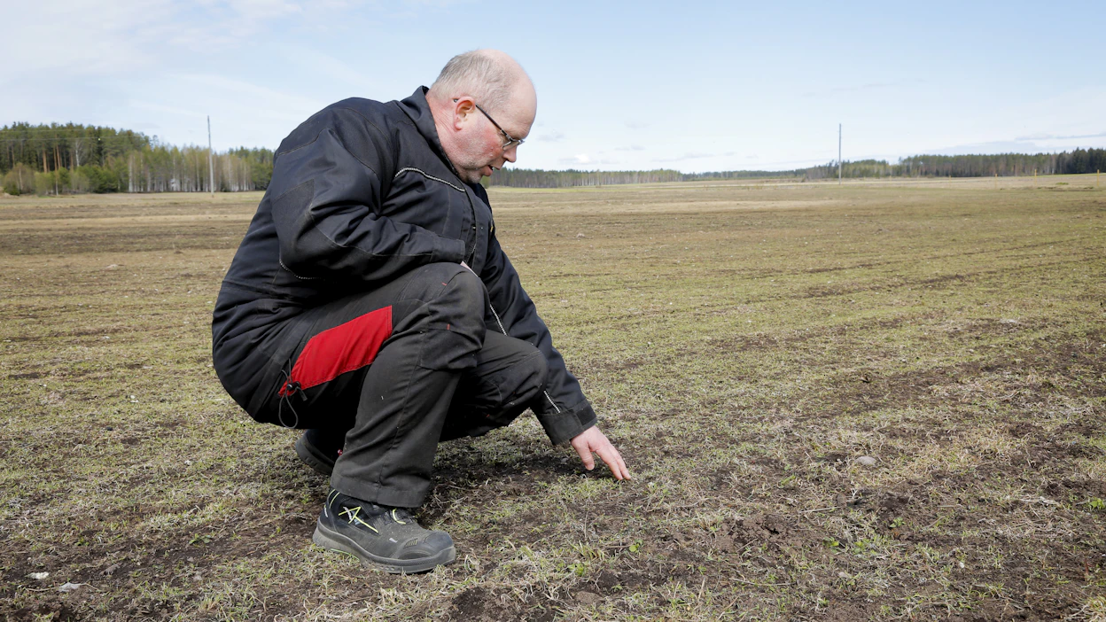 Hanhet ovat syöneet jälleen tänä keväänä lähes kaiken emolehmätuottaja Kari Pekosen 180 hehtaarin luomunurmilta.