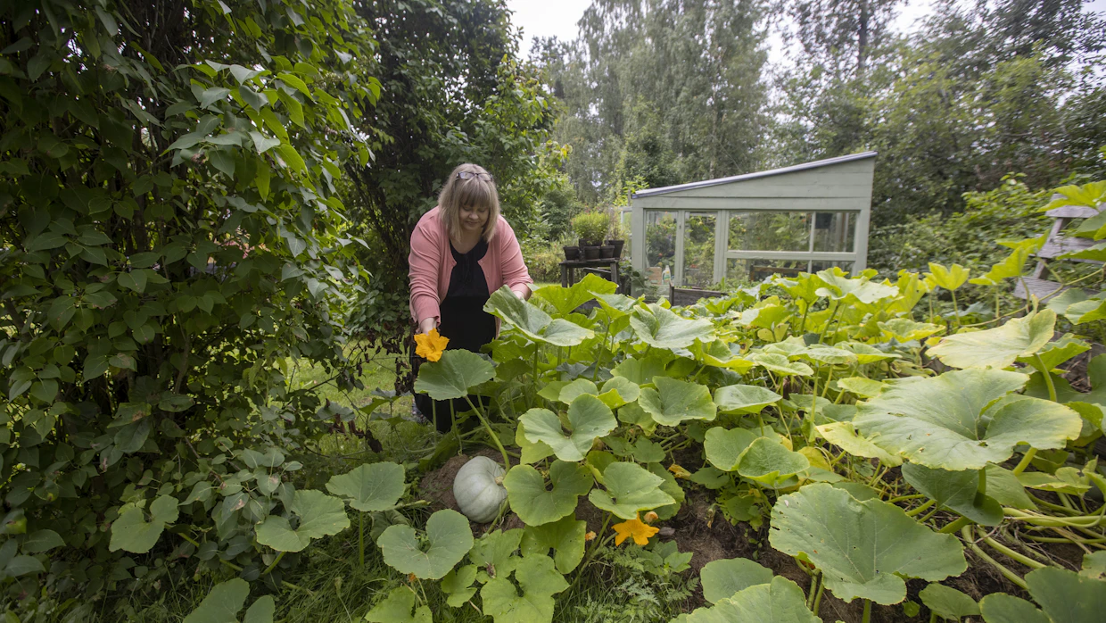 Johanna rakastaa kurpitsoita. Niille on perustettu oma kasvimaa, joka tuottaa runsaasti satoa. Taustalla näkyy vanhoista ikkunoista tehty kasvihuone.
