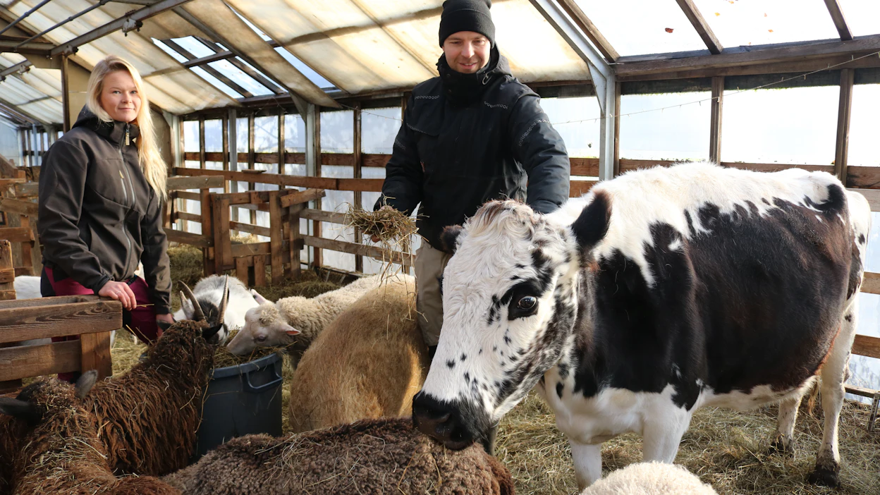 Aada Kolvangin ja Janne Ranuan pientilalta löytyy laaja hyötyeläinten kirjo. "Lihat, munat ja jatkossa myös jalostetut maitotuotteet tulevat omasta takaa. Pysymme hyvin myös hunajassa ja vihanneksissa", pariskunta iloitsee.