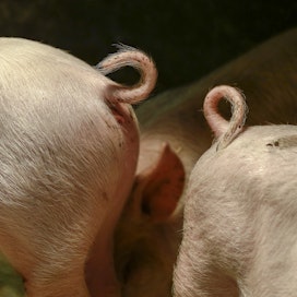 Suomalaisen sian saparo on usein kokonainen ja ehjä, mutta hännänpurentaan liittyviä ongelmia esiintyy edelleen. 