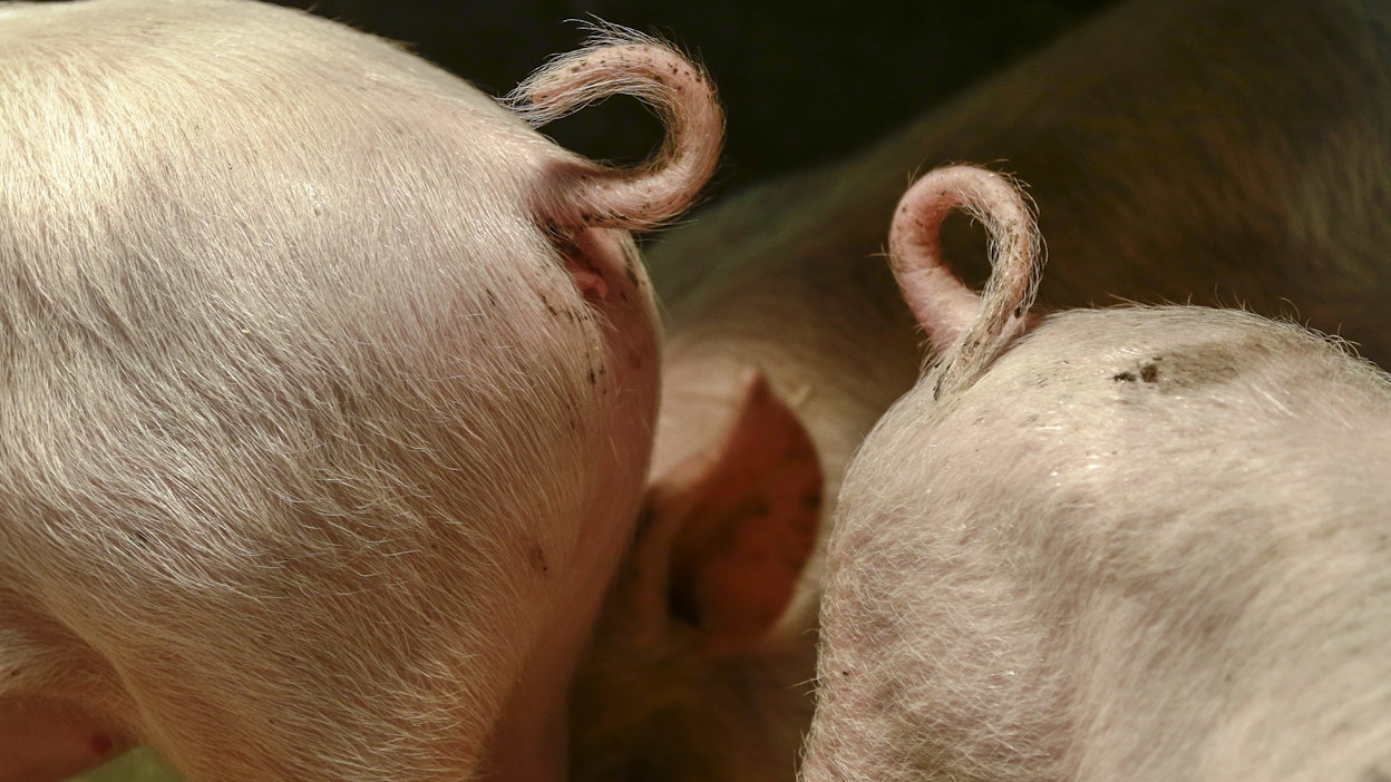 Suomalaisen sian saparo on usein kokonainen ja ehjä, mutta hännänpurentaan liittyviä ongelmia esiintyy edelleen. 