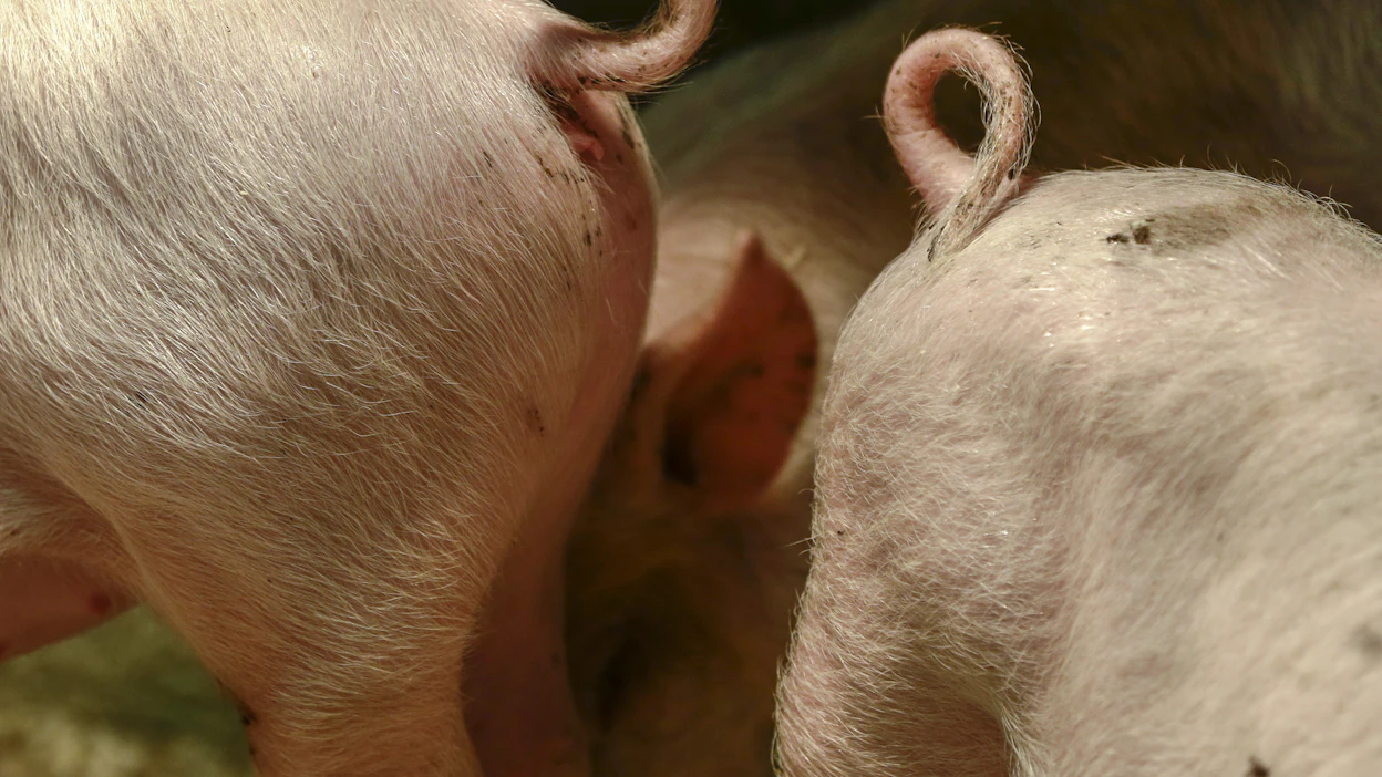 EU:n ilmoittamien tietojen mukaan Suomessa sianlihan hinta e-luokassa oli 2,03 euroa kilolta kesäkuun lopussa.
