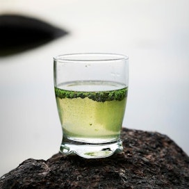 Onko vedessä sinilevää? Se selviää lasitestillä, jossa leväistä vettä otetaan lasiin tai lasipurkkiin ja annetaan sen seistä noin tunnin liikuttamatta. Jos pinnalle nousee vihreitä hiukkasia, on kyseessä sinilevä.