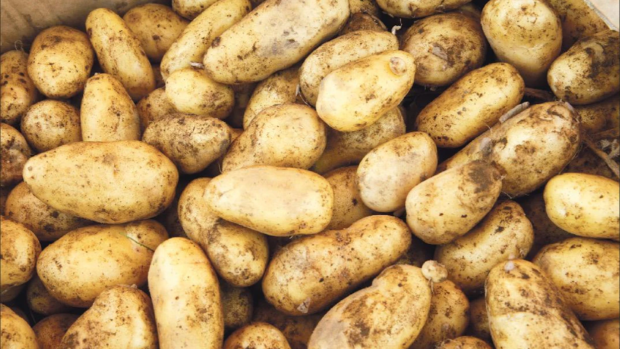 Varhaisperunat ovat sekoittuneet vanhoihin perunoihin Savossa. Pentti Vänskä