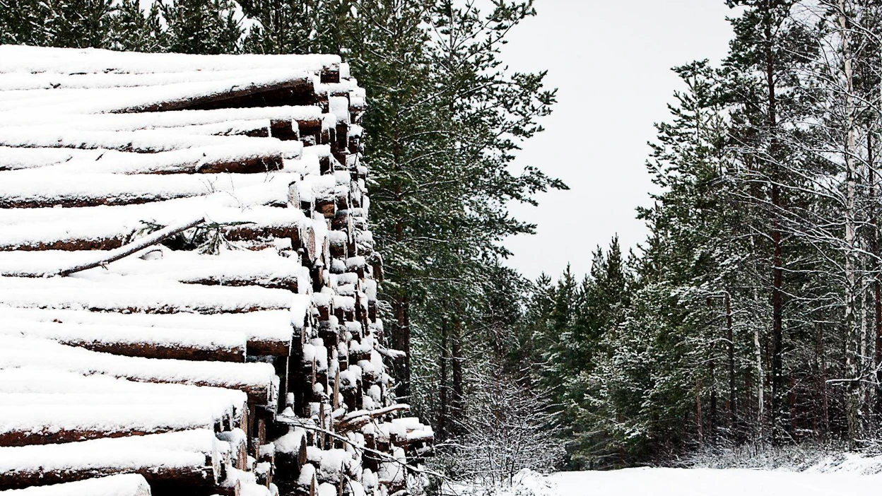 Yhteismetsien määrä ja pinta-ala ovat kasvaneet tällä vuosituhannella, kun tieto niiden eduista ja vaivattomuudesta on tavoittanut metsänomistajia.