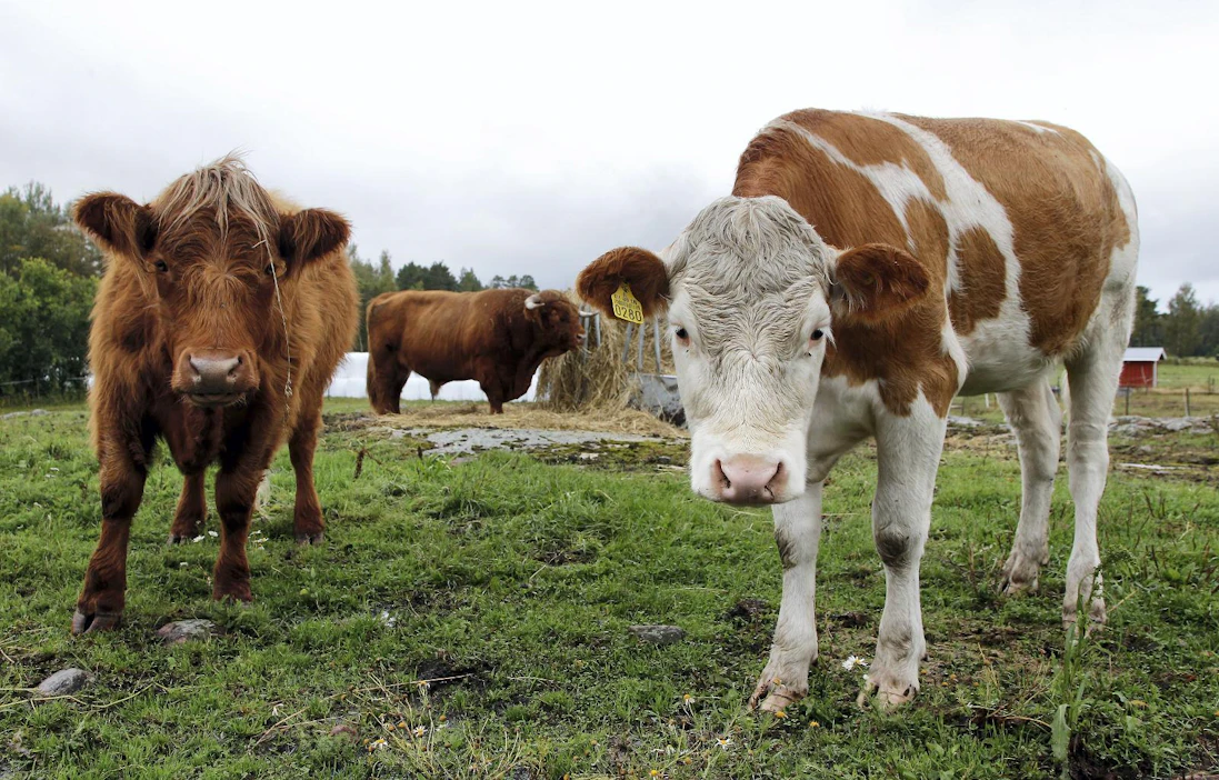 Suomi ei ole omavarainen naudanlihan suhteen. Tuotantoa on mahdollista lisätä, mutta aloitteen täytyy tulla kaupoilta ja ravintoloilta, kertoo Pasi Ingalsuo.