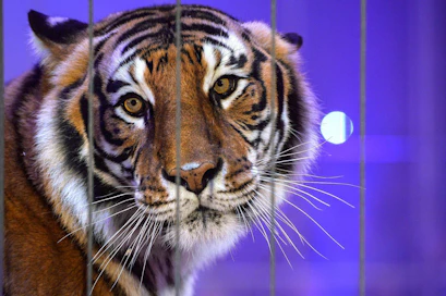 Järjestöjen mukaan eläviä tiikereitä on kaupattu EU:sta ja Iso-Britanniasta muun muassa Kiinaan, Thaimaahan ja Vietnamiin.