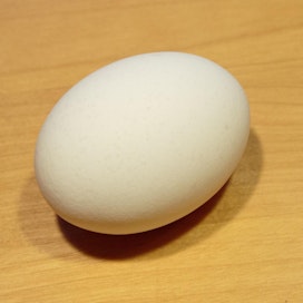 Kananmuna on muotonsa takia yleensä mielellään kyljellään, mutta talvipäivänseisaus on poikkeus. Joidenkin lähteiden mukaan temppu onnistuu vain puualustalla.