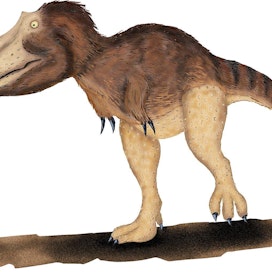 Tyrannosaurus rex eli pienellä alueella Pohjois-Amerikassa. Tyrannosaureja sen sijaan eli ympäri maailmaa. Suomen alueella eläneet tyrannosaurit olivat Tyrannosaurus rexiä pienempiä eli 7–10 metriä kuonosta hännänpäähän. Ne painoivat suurimmillaan kolme tonnia.