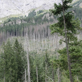 Kaarnakuoriaisen aiheuttamien laajojen metsätuhojen uskotaan saavuttaneen lakipisteensä Keski-Euroopassa. Tuhojen vuoksi tehtävät hakkuut pysyvät kuitenkin koholla vielä vuosia. Kuvan metsä Slovakiassa.