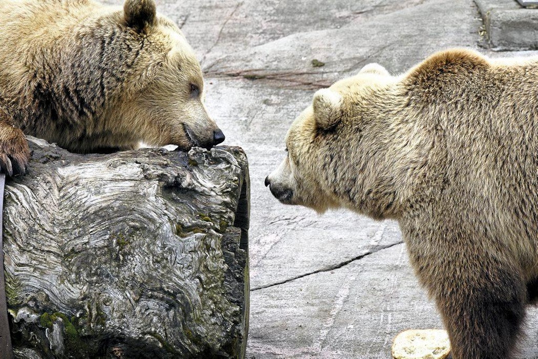 Suomessa karhujen talviuni voi kestää jopa puoli vuotta.