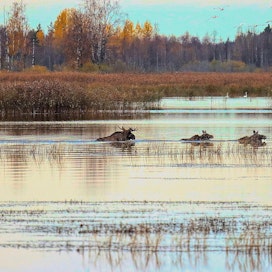 Kolme hirveä ui noin 250–300 metrin matkan Sastamalan Puurijärvellä ennen katoamistaan vastarannan metsään. Pentti Viljanen ikuisti tapahtuman lintukuvauksen ohessa.