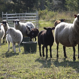 Muutoksia halutaan muun muassa lammastuen ehtoihin.