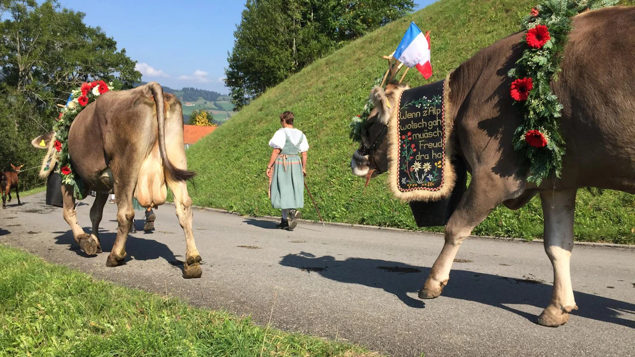 Kunkin tilan karjan ensimmäiset lehmät on koristeltu havu-kukkaseppelein ja kellovöin.