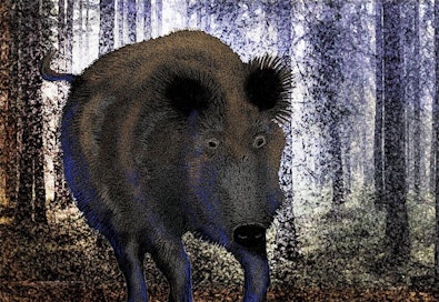 Luoteis-Italiassa löydettiin kuolleesta villisiasta afrikkalaista sikaruttoa.