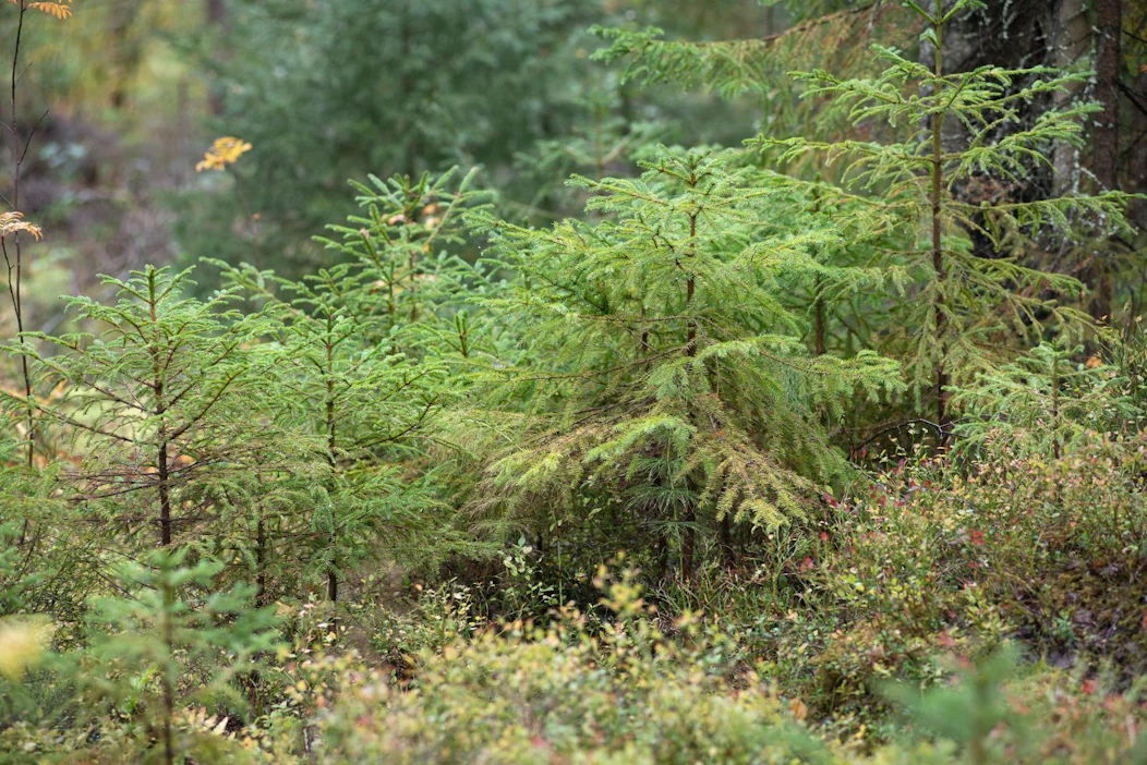 Yllättävä löyty tehtiin metsätöiden yhteydessä.
