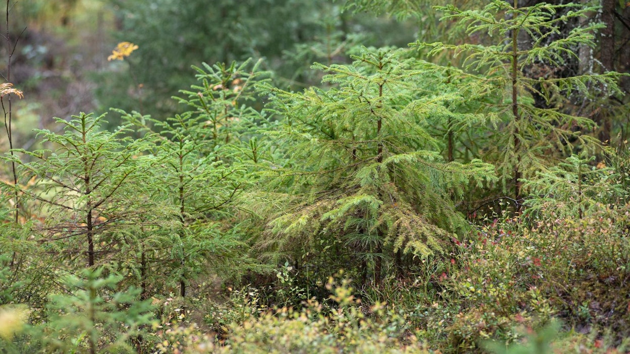 Yllättävä löyty tehtiin metsätöiden yhteydessä.