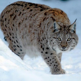 Ähtärin eläinpuisto Ilves Lynx lynx