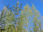 Suomessa on edelleen paljon taimikoita, joiden taimikonhoito on jäänyt rästiin – tai niiden taimettuminen on havupuiden osalta epätasaista. Koneviestin 2012 muodostamilla koealoilla on seurattu, miten taimikon reikäperkaus pitkiin kantoihin on kantanut hedelmää.