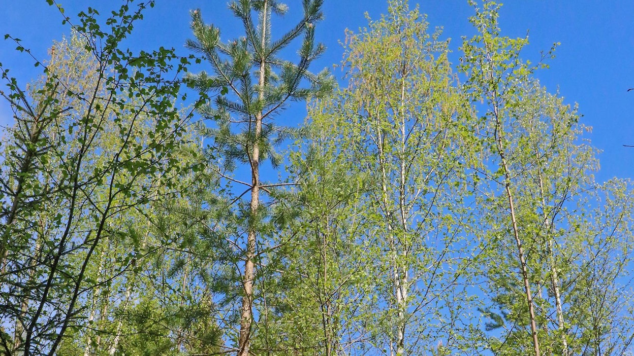 Suomessa on edelleen paljon taimikoita, joiden taimikonhoito on jäänyt rästiin – tai niiden taimettuminen on havupuiden osalta epätasaista. Koneviestin 2012 muodostamilla koealoilla on seurattu, miten taimikon reikäperkaus pitkiin kantoihin on kantanut hedelmää.