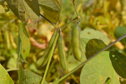 Yhdysvallat haluaisi tuoda Eurooppaan hormoneilla kasvatettua naudanlihaa. Presidentti Trump pitää kauppasääntöjä epäreiluina.