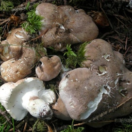 Vuoden 2017 sieni lampaankääpä on koko Suomessa kasvava sienilaji.