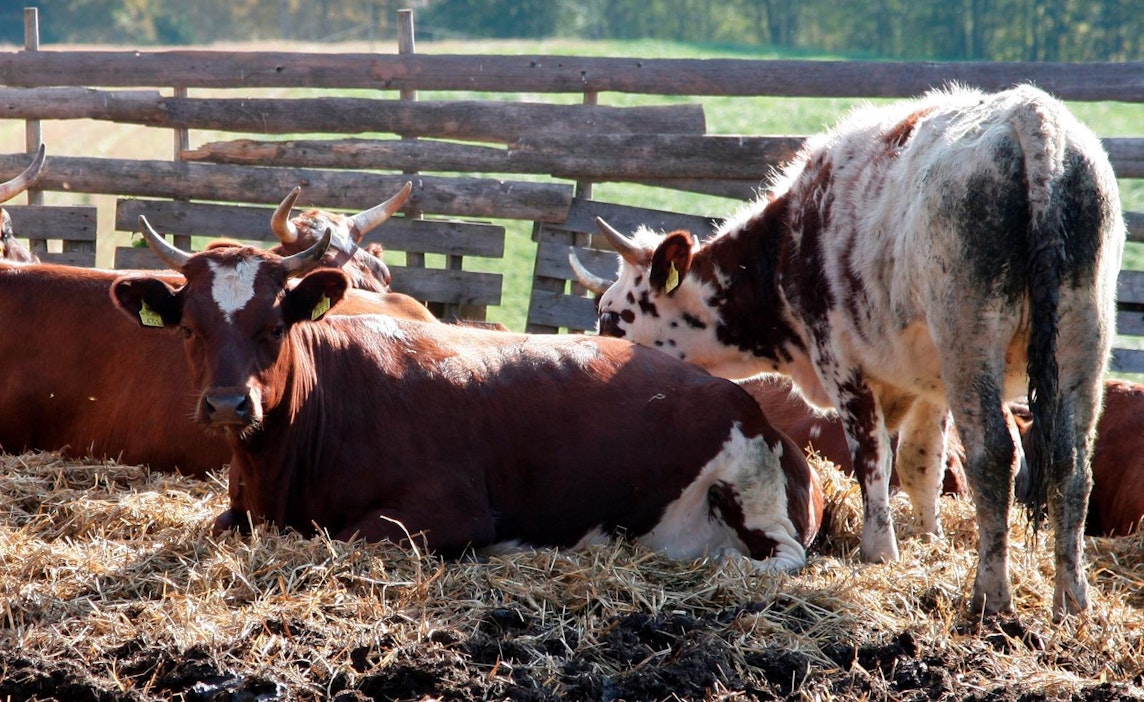 Nautojen ravinto määrittää niiden aiheuttamia päästöjä.