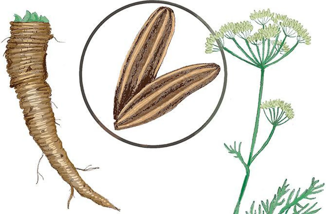Kumina on vanha viljelykasvi. Suomesta tuli kuminanviljelyn suurmaa tosin vasta parina viime vuosikymmenenä, ponnekkaan työn tuloksena.