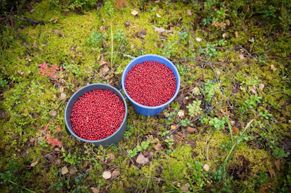 Marjanpoimintaan liittyvistä epäselvyyksistä on uutisoitu tasaiseen tahtiin.