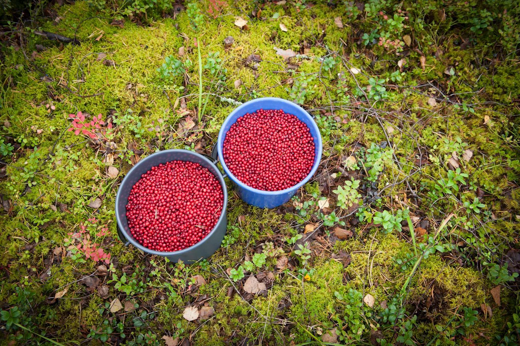 Marjanpoimintaan liittyvistä epäselvyyksistä on uutisoitu tasaiseen tahtiin.