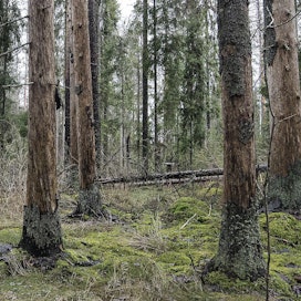 Metsien suojelun merkittävä lisääminen olisi tutkijoiden mukaan yhteiskunnan edun mukaista.