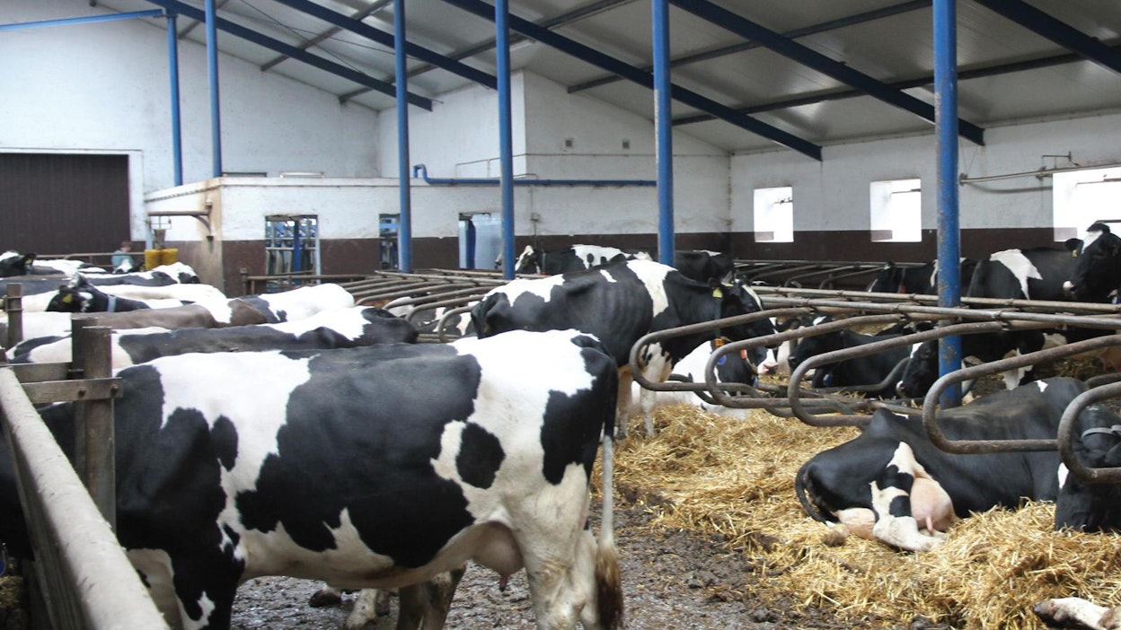 Puolalaisen maitotilan navetta on lypsyasemalla varustettu peruspihatto. Lehmät ovat kestäviä ja ilmeisen hyvässä hoidossa, sillä joukossa on useita yli 10-vuotiaita lehmiä.