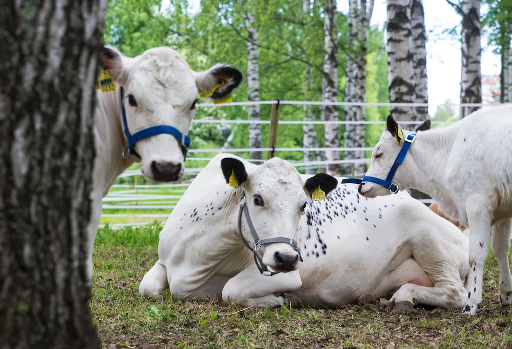 Nämä lapinlehmät ovat luomutuotannossa. Ne ihmettelivät ihmisvilinää luomunäyttelykojun läheisyydessä Farmari-näyttelyssä.