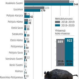 Suomessa kaadettiin viime metsästyskaudella 33 villisikaa enemmän kuin edellisellä kaudella.