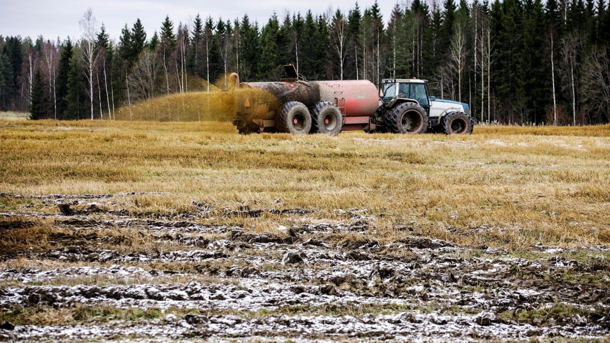 Lypsykarjan lietelannasta mitatut antibioottipitoisuudet olivat tutkimuksessa hyvin matalia. Lietelantaan sekoittuvat pesuvedet sekä lääkitsemättömien eläinten lanta laimentavat antibioottipitoisuuksia. Arkistokuva.