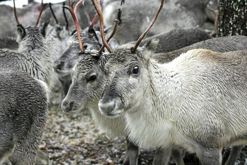 Kyselyyn toivotaan vastauksia kansalaisilta ympäri Suomen.