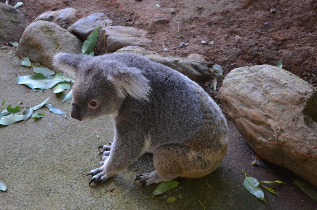 Torstaina lämpöennätykset paukkuivat useissa Etelä-Australian kaupungeissa. Kuumuus koettelee erityisesti eläimiä. Kuvassa koalakarhu.