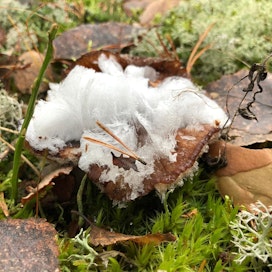 Hiusmainen jäärihma syntyy, kun lahoavan puun sienirihmasto hengittää. Syysaamut, jolloin maassa ei ole lunta, on otollinen aika nähdä ilmiö.