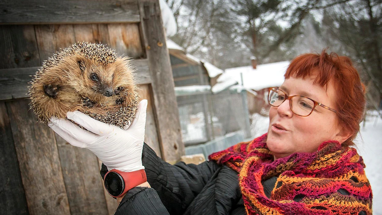 Hoitolassa siilejä käsitellään vain sen verran mikä on hoidon kannalta tarpeen ja aina kertakäyttökäsineet kädessä, tarvittaessa käytetään paksuja käsineitä. Hoidettavilla siileillä voi olla muun muassa sisäloisia, salmonellaa tai sienitauteja.