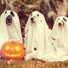 Suuri kurpitsa vieköön! Amerikkalaiskuluttajat osatavat lemmikeilleen tänä halloweenina noin puolella miljardilla dollarilla naamiaisasuja.
